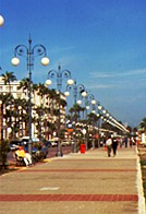 larnaka_palmtree