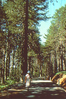 naturewalk