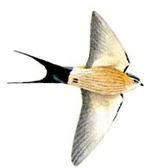 adult swallow