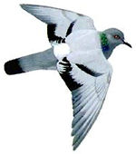 rock dove