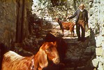 animals_goatsman75