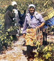 limassol_grapeharvest75