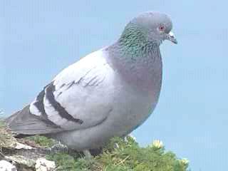 rock dove